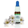 Image de Fleur de Bach- Cherry Plum (Prunus)