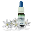 Image de Fleur de Bach - Star of Bethlehem 